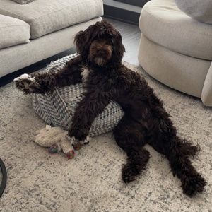 Meet your Posher, John